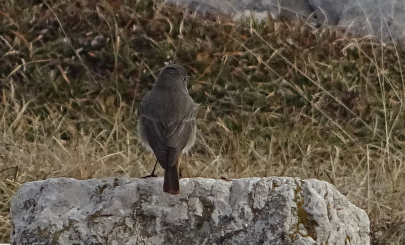 Phoenicurus ochruros - Muscicapidae